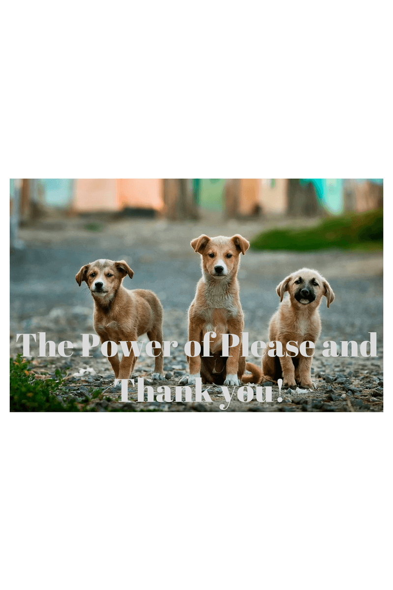Dogs Please and Thank You Dogs Please and Thank You